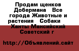 Продам щенков Добермана - Все города Животные и растения » Собаки   . Ханты-Мансийский,Советский г.
